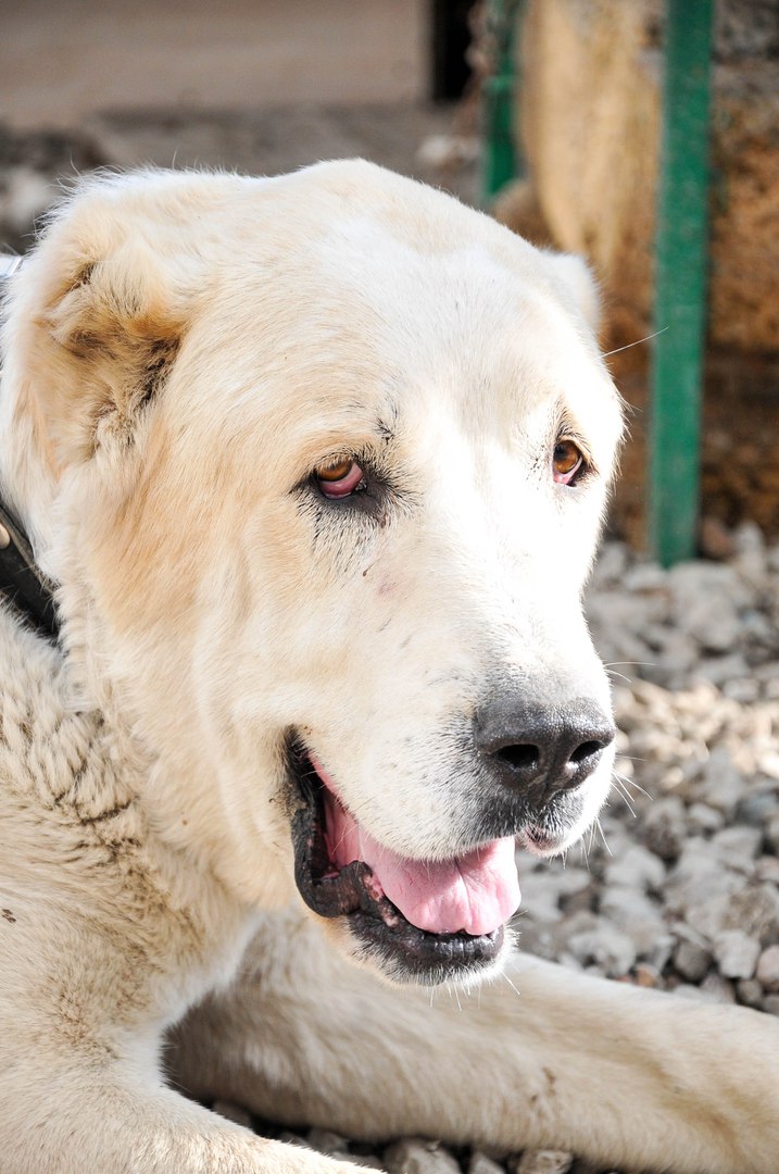 крымские алабай. собаку ай. японская лайка акита ину. порода собаки хатико акита ину. акита-ину.